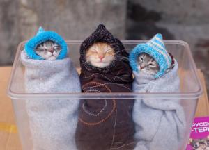 cute_kittens_in_blankets_400x287