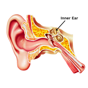 inner ear