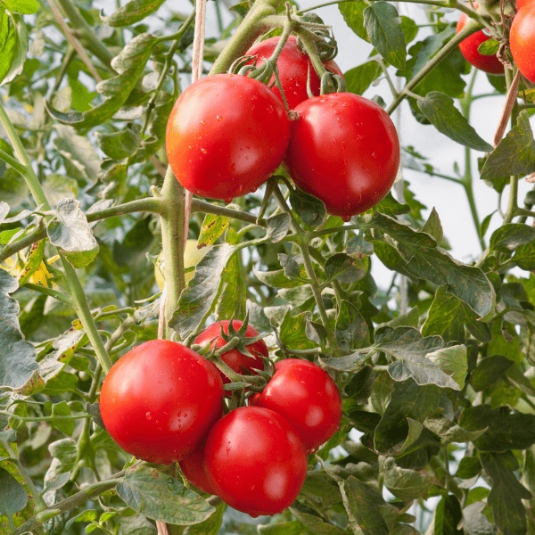 ripe red tomatoes on plant