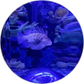 Kaye Hutchins Avatar