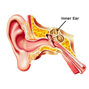 inner ear