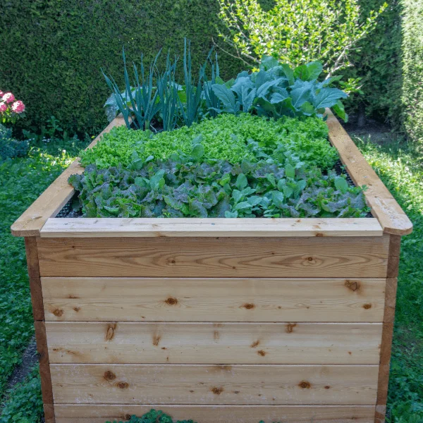 Raised bed for vegetable gardening